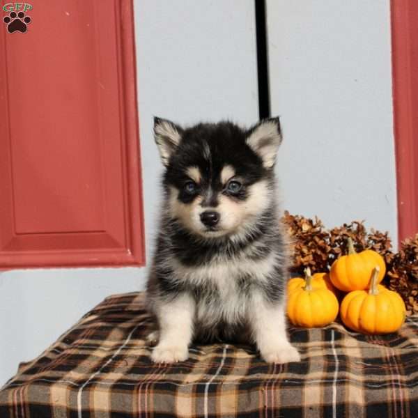 Liam, Pomsky Puppy